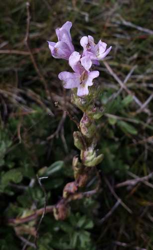 Euphrasia crassiuscula (Euphrasia crassiuscula)