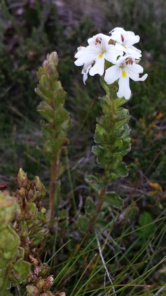 Euphrasia crassiuscula (Euphrasia crassiuscula)