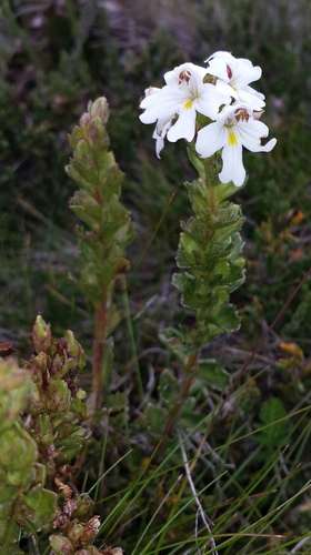 Euphrasia crassiuscula (Euphrasia crassiuscula)