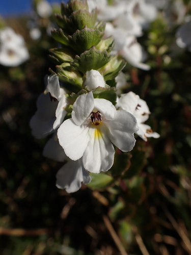 Euphrasia crassiuscula (Euphrasia crassiuscula)