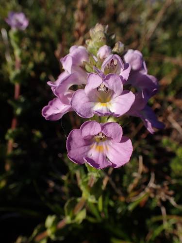 Euphrasia crassiuscula (Euphrasia crassiuscula)