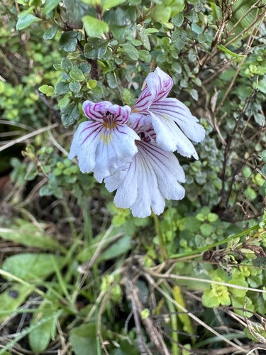 North Island eyebright (Euphrasia cuneata)