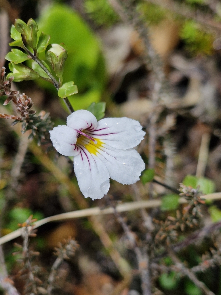 North Island eyebright (Euphrasia cuneata)