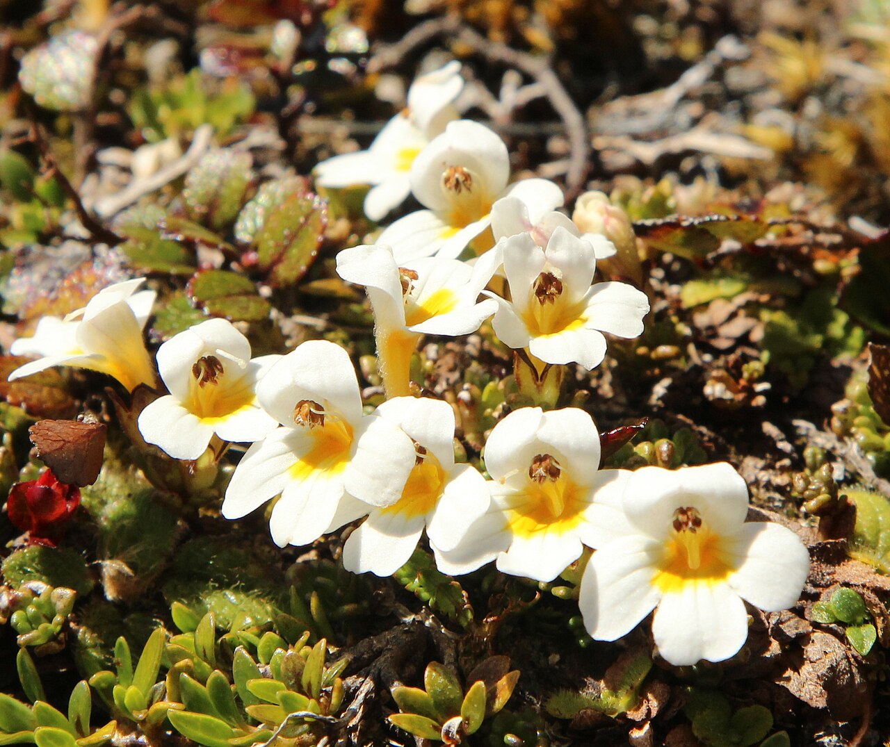 North Island eyebright: New Zealand eyebright (Euphrasia cuneata) on the Lewis Tops