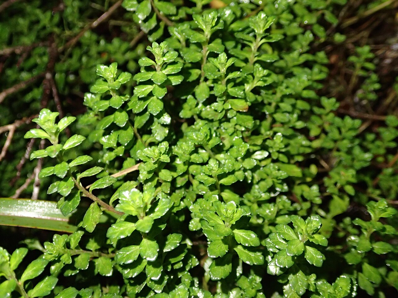 North Island eyebright: North Island eyebright ( Euphrasia cuneata ) in New Zealand