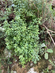 North Island eyebright (Euphrasia cuneata)