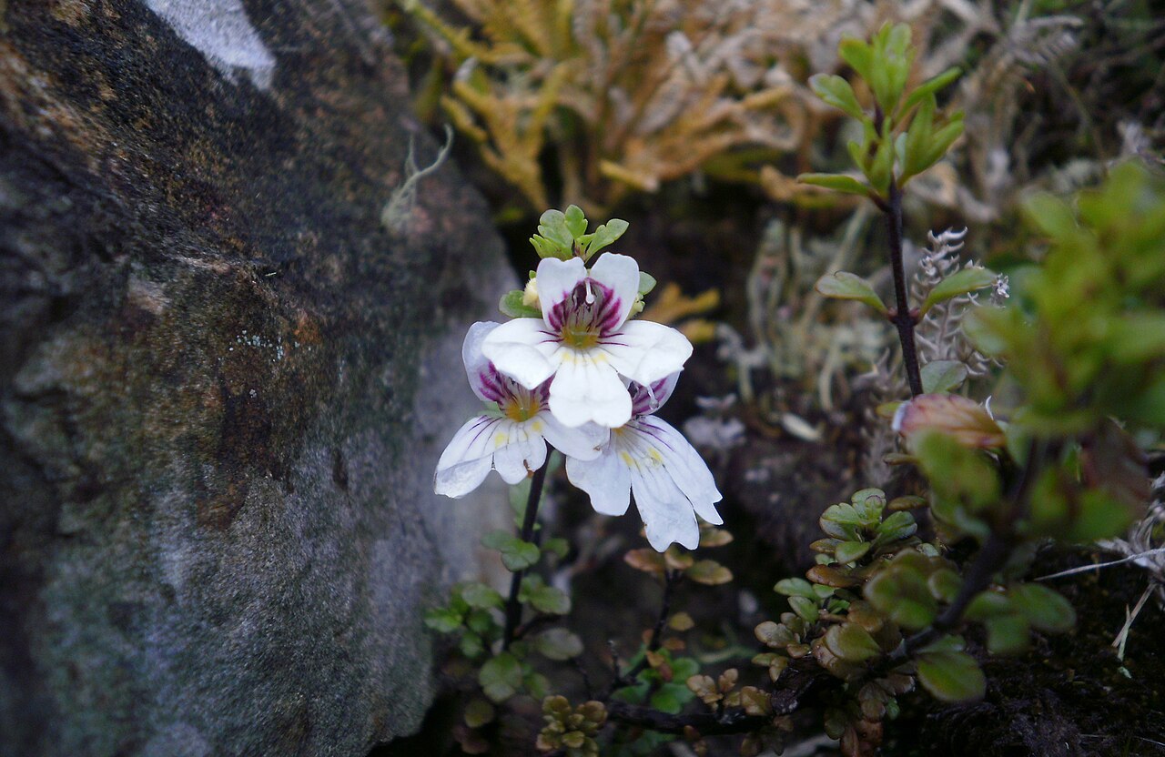 North Island eyebright: Euphrasia cuneata, North Island eyebright, on Rimutaka Hill, Upper Hutt, New Zealand.