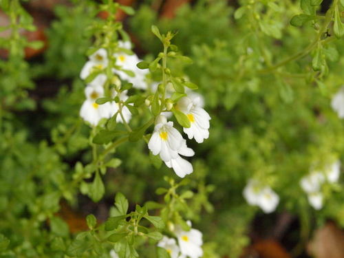 North Island eyebright (Euphrasia cuneata)