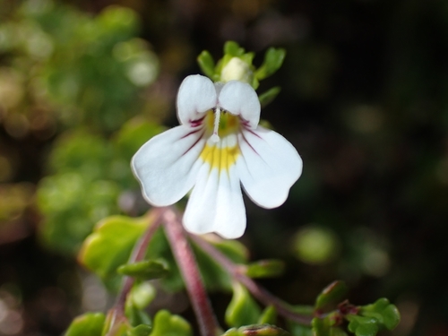 North Island eyebright (Euphrasia cuneata)