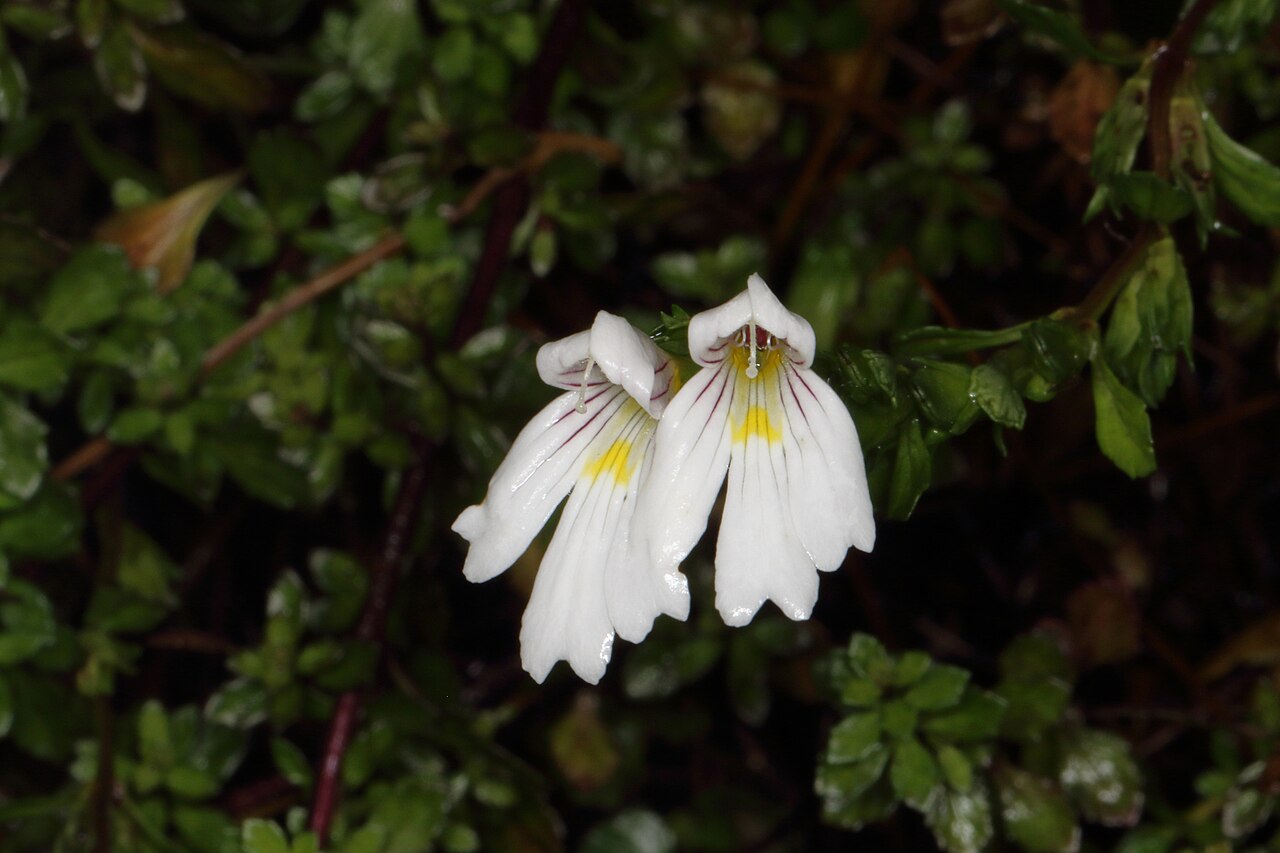 North Island eyebright: North Island eyebright ( Euphrasia cuneata ), Mt Holdsworth Track, Tararua Forest Park, New Zeland