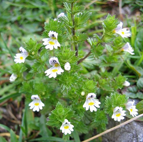 Euphrasia cuspidata (Euphrasia cuspidata)