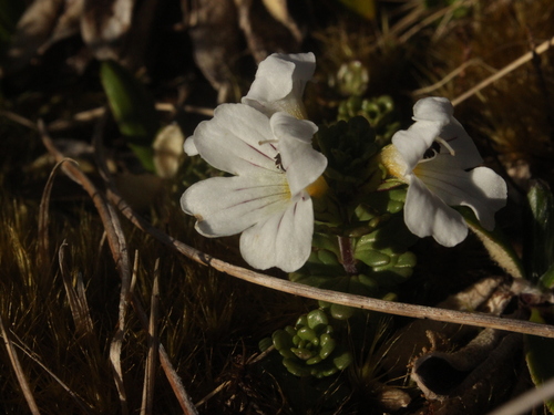 Euphrasia drucei (Euphrasia drucei)