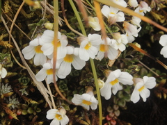 Euphrasia drucei (Euphrasia drucei)