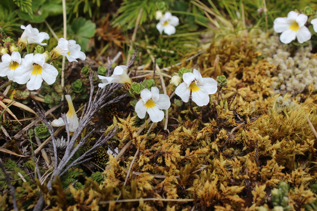 Euphrasia drucei (Euphrasia drucei)
