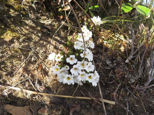 Euphrasia drucei (Euphrasia drucei)