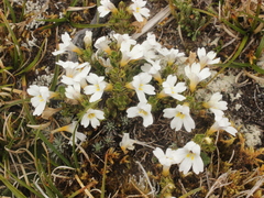 Euphrasia drucei (Euphrasia drucei)