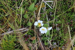 Euphrasia drucei (Euphrasia drucei)