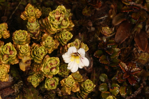 Euphrasia drucei (Euphrasia drucei)