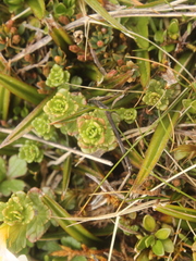 Euphrasia drucei (Euphrasia drucei)