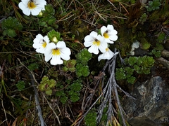 Euphrasia drucei (Euphrasia drucei)