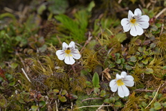 Euphrasia drucei (Euphrasia drucei)