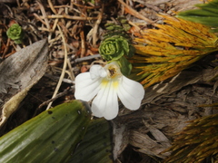 Euphrasia drucei (Euphrasia drucei)