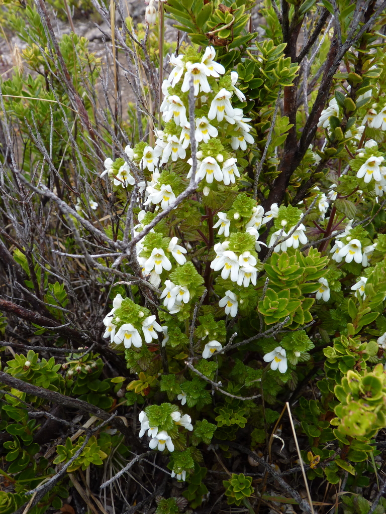 Euphrasia formosissima (Euphrasia formosissima)