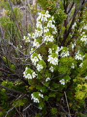 Euphrasia formosissima (Euphrasia formosissima)