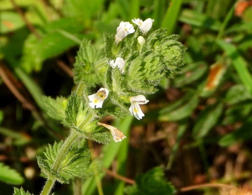 Euphrasia hirtella (Euphrasia hirtella)