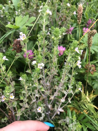 Euphrasia hirtella (Euphrasia hirtella)