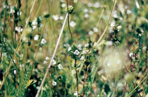 Euphrasia hirtella (Euphrasia hirtella)