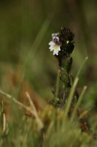 Euphrasia hirtella (Euphrasia hirtella)
