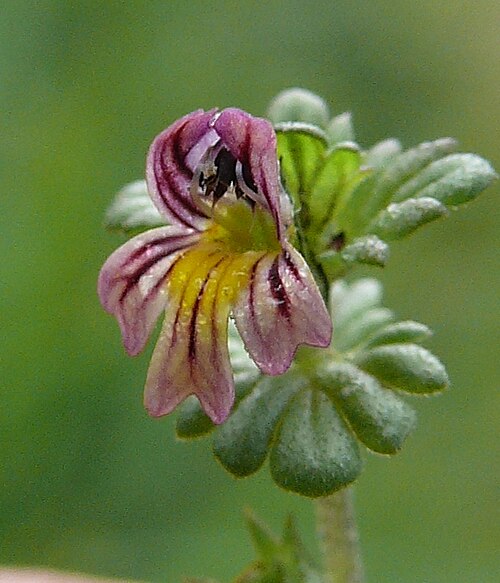 Euphrasia hirtella: Euphrasia hirtella , Allgäuer Alpen, Deutschland