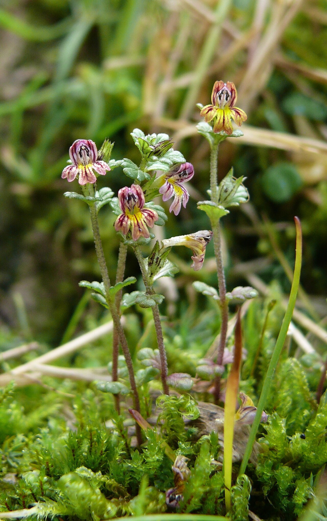 Euphrasia hirtella: Euphrasia hirtella , Allgäuer Alpen, Deutschland