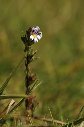 Euphrasia hirtella (Euphrasia hirtella)