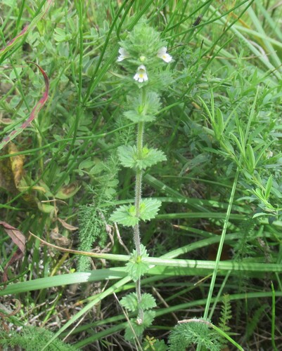 Euphrasia hirtella (Euphrasia hirtella)