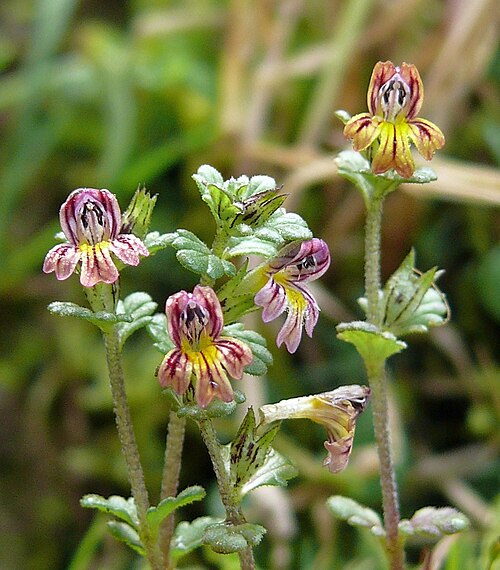 Euphrasia hirtella: Euphrasia hirtella , Allgäuer Alpen, Deutschland