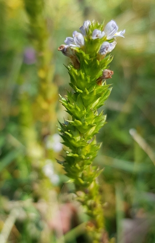 Euphrasia hirtella (Euphrasia hirtella)
