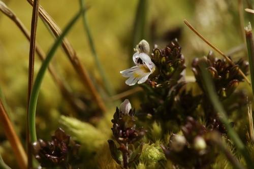 Euphrasia hirtella (Euphrasia hirtella)