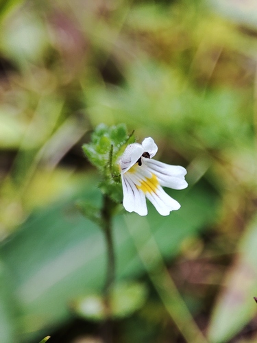 Euphrasia hirtella (Euphrasia hirtella)