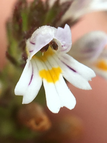 Hudson Bay eyebright (Euphrasia hudsoniana)
