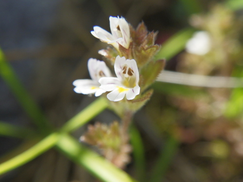 Hudson Bay eyebright (Euphrasia hudsoniana)