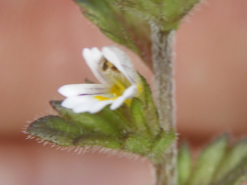 Hudson Bay eyebright (Euphrasia hudsoniana)