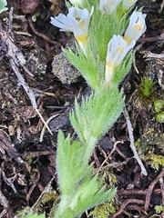 Hudson Bay eyebright (Euphrasia hudsoniana)