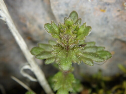 Hudson Bay eyebright (Euphrasia hudsoniana)