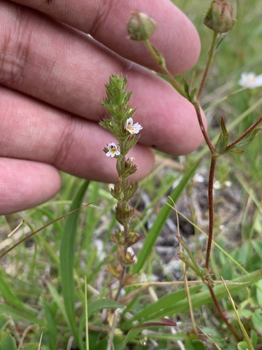 Hudson Bay eyebright (Euphrasia hudsoniana)