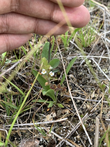 Hudson Bay eyebright (Euphrasia hudsoniana)