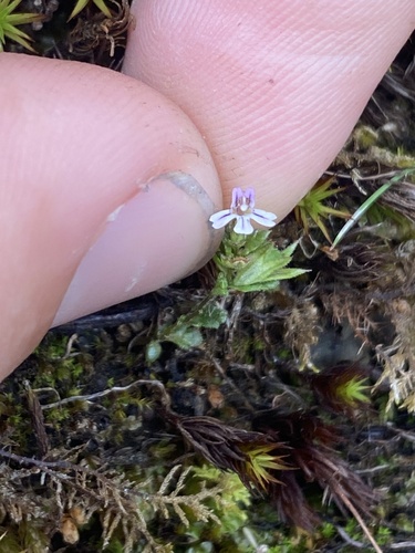 Hudson Bay eyebright (Euphrasia hudsoniana)