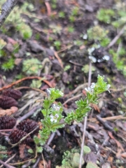 Hudson Bay eyebright (Euphrasia hudsoniana)