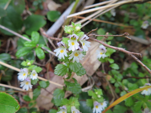 Euphrasia insignis (Euphrasia insignis)